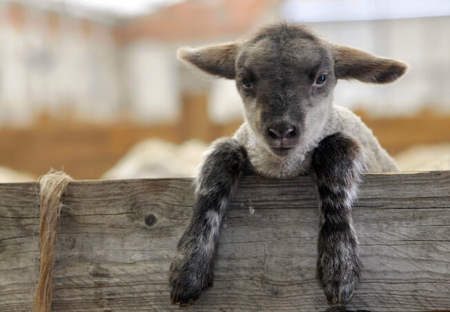 Gottesdienst im Schafstall