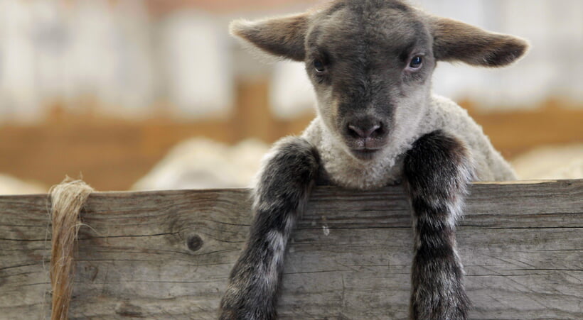 Sonntag zum guten Hirten